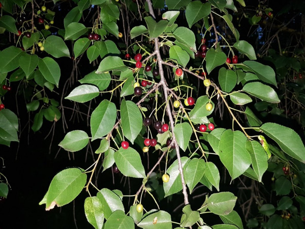 Prunus Mahaleb (čerešňa…